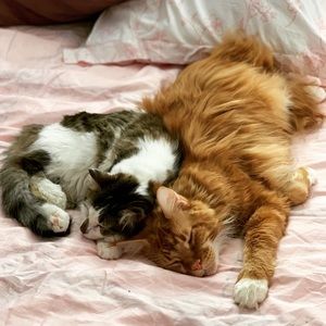 Meet your Posher, Camilla